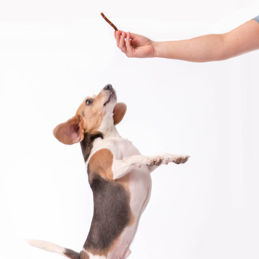 Polkadog Henny Penny Sticks (Sugar & Spice) 5LB Bulk