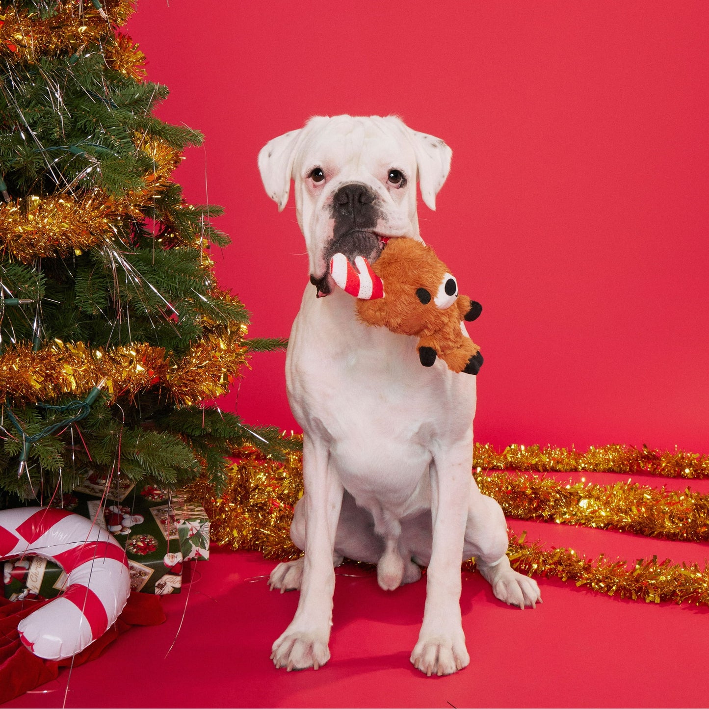 Bark - Felix Navidad