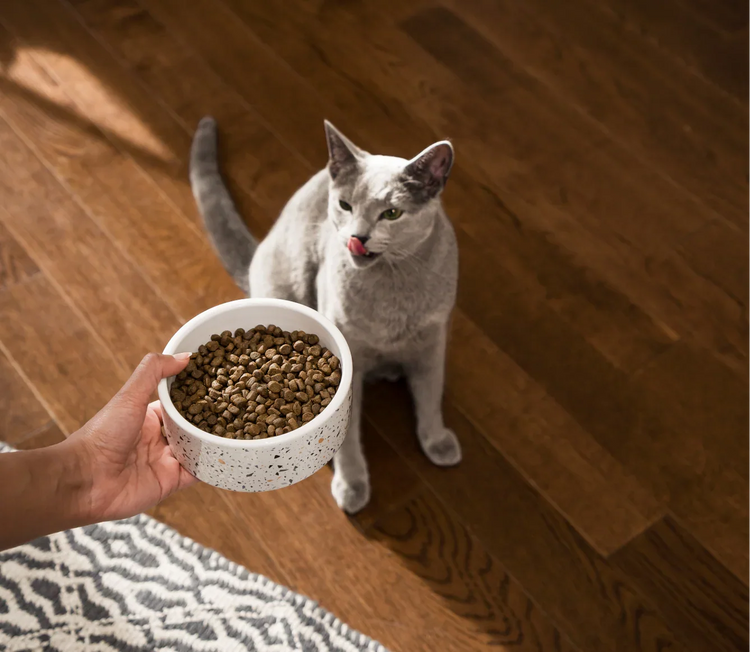 light gray cat on a wood floor licking it's chops as it's owner hold a bowl of Open Farm cat food.