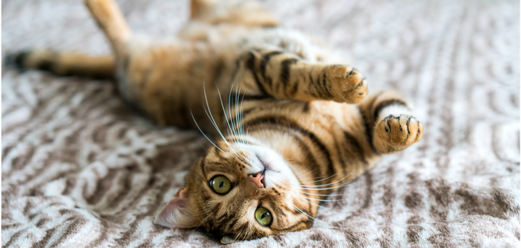 Cat rolling on a blanket — wet cat food hand-picked by Polkadog Bakery in Boston