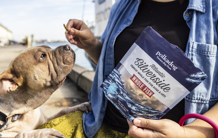 Woman feeding a whole-fish treat to a brown dog on a Boston pier, holding a package of Polkadog Atlantic Silverside Whole Fish treats
