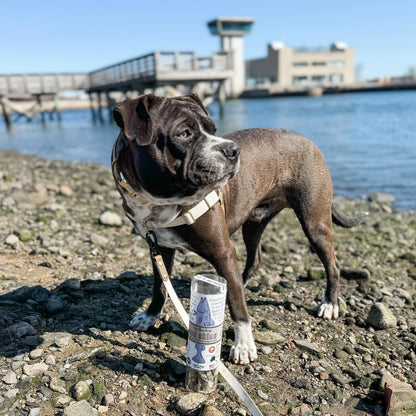 Polkadog New Englander Bundle