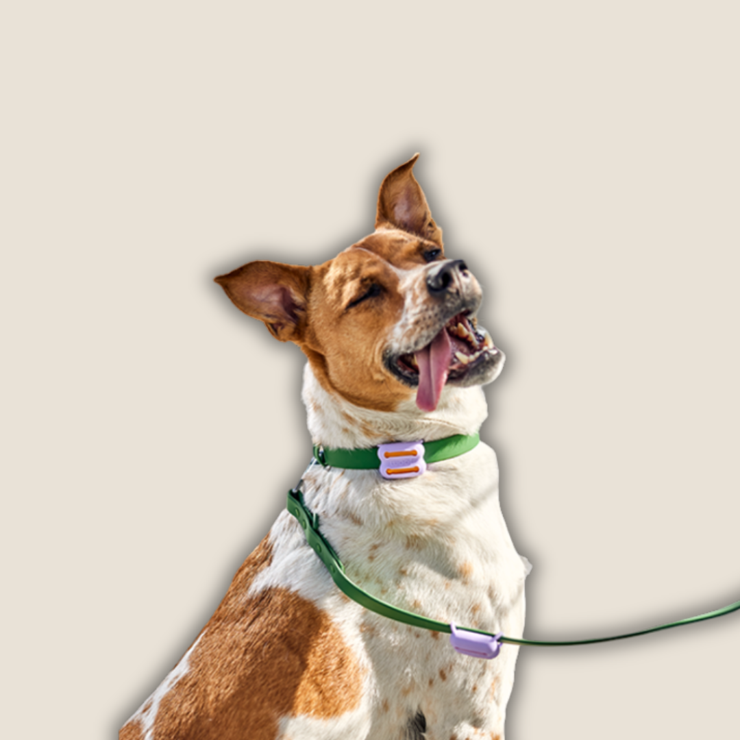 Woof - Poomergency