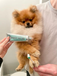 Wag & Bright Co. - Puppy Polish Filet Mignon Flavor Toothpaste