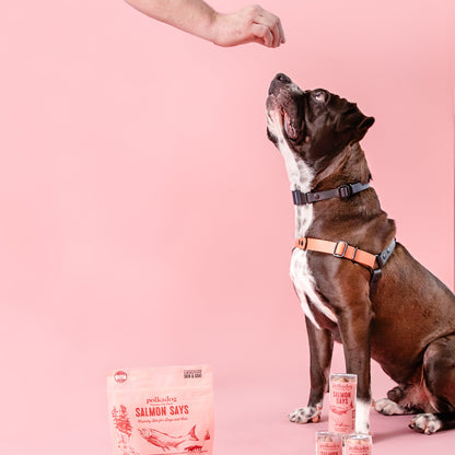 Dog taking a Polkadog treat from a hand outdoors