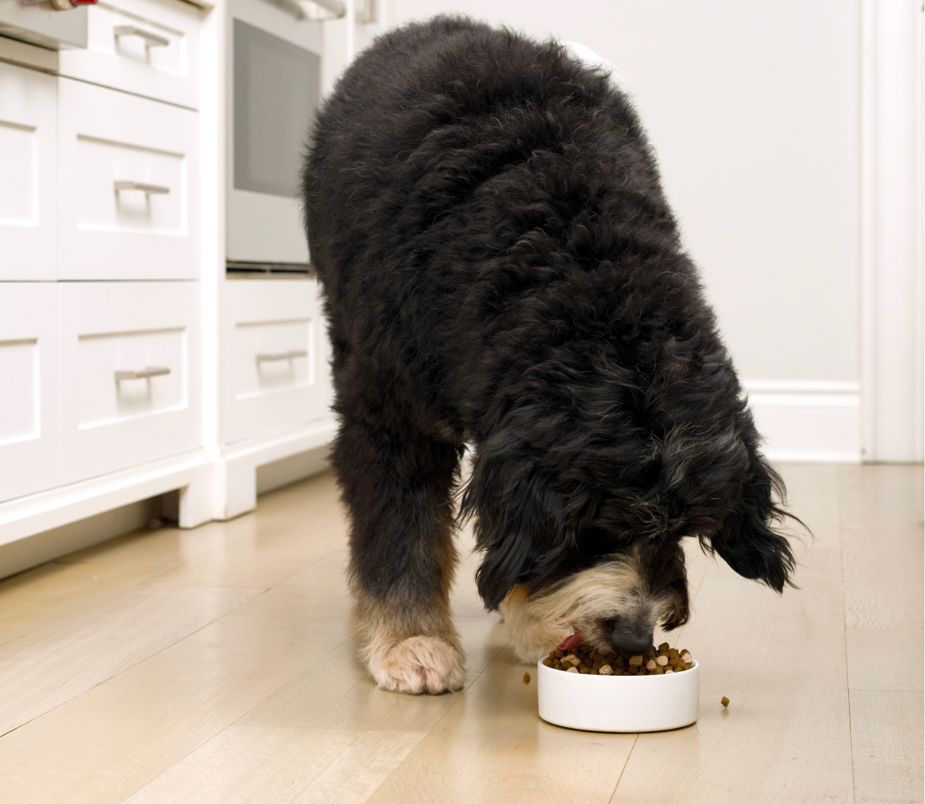 Open Farm RawMix Large Breed Grain-Free Dog Kibble