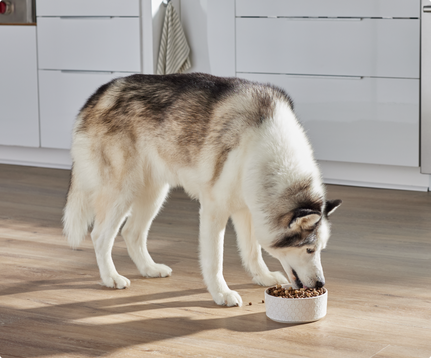 Dog eating from a bowl on a wooden floor in a kitchen
