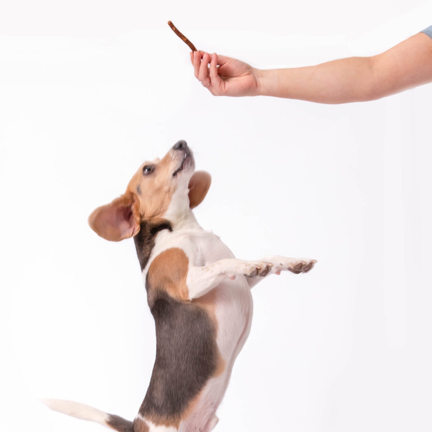 Polkadog Henny Penny Sticks (Sugar & Spice) 5LB Bulk