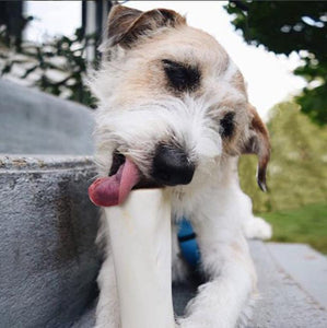 Peanut Butter Filled Bone