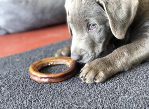 Cute puppy sniffs at a bully ring.