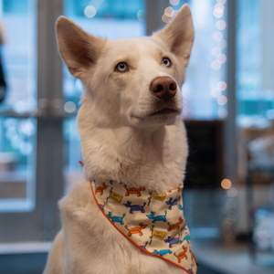 Polkadog x The Foggy Dog Party Animal Bandana